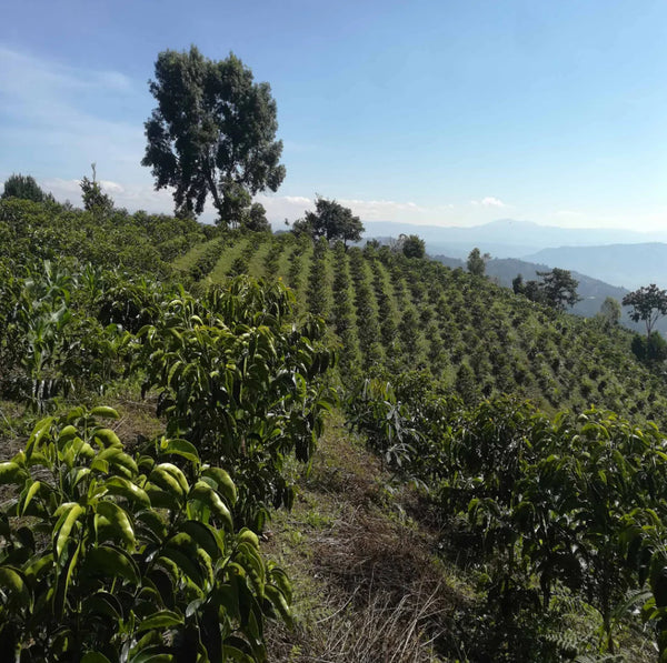 Finca El Diviso Sidra