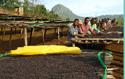 Ethiopian Kochere Biloya Yirgacheffe Natural