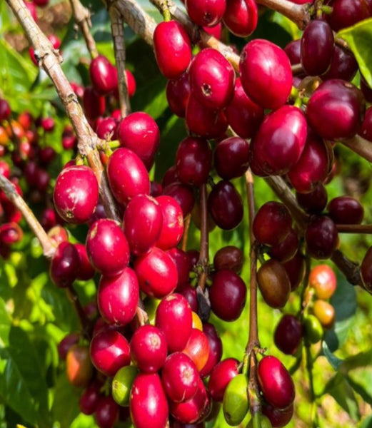 Ethiopian Kochere Biloya Yirgacheffe Natural