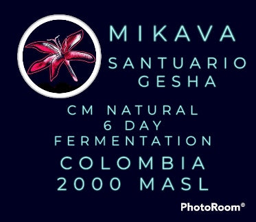 Mikava Santuario Gesha 6 Day Fermentation