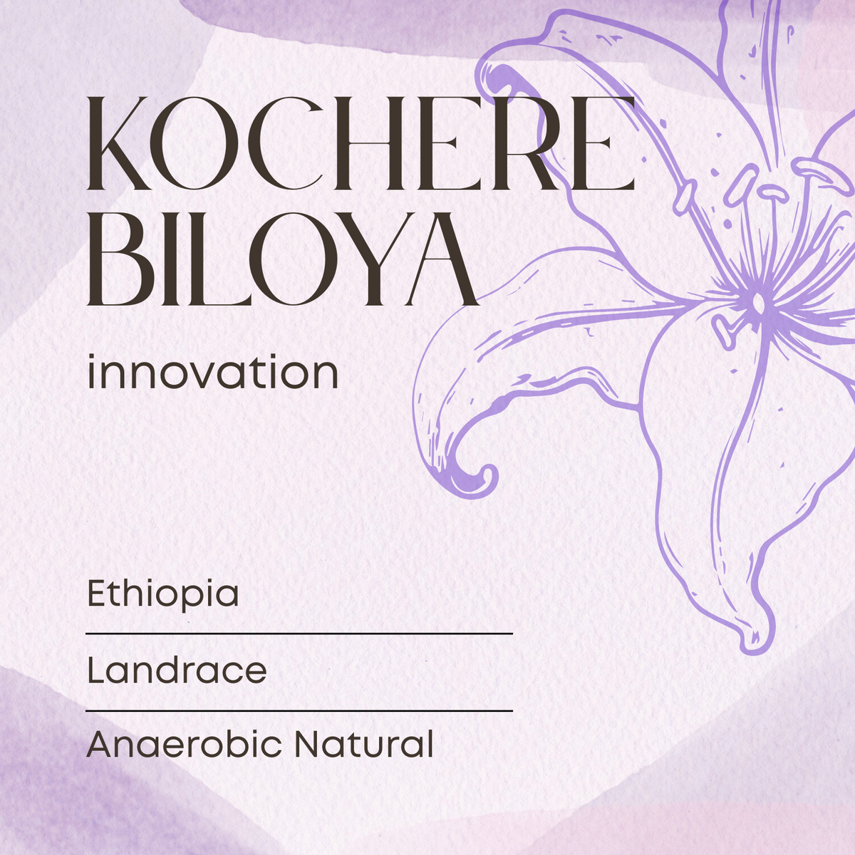 Ethiopian Kochere Biloya Yirgacheffe Natural – Prairie Lily Coffee