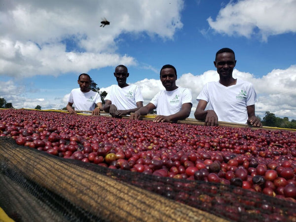 Ethiopia Guji 1 Natural SooKoo coffee farms